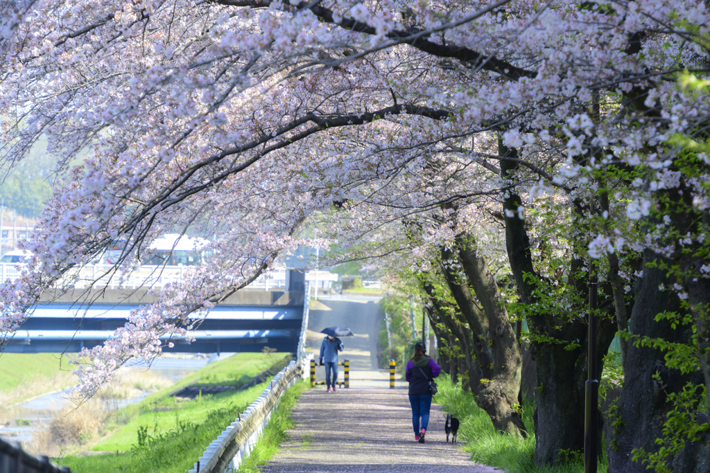 ご近所の桜