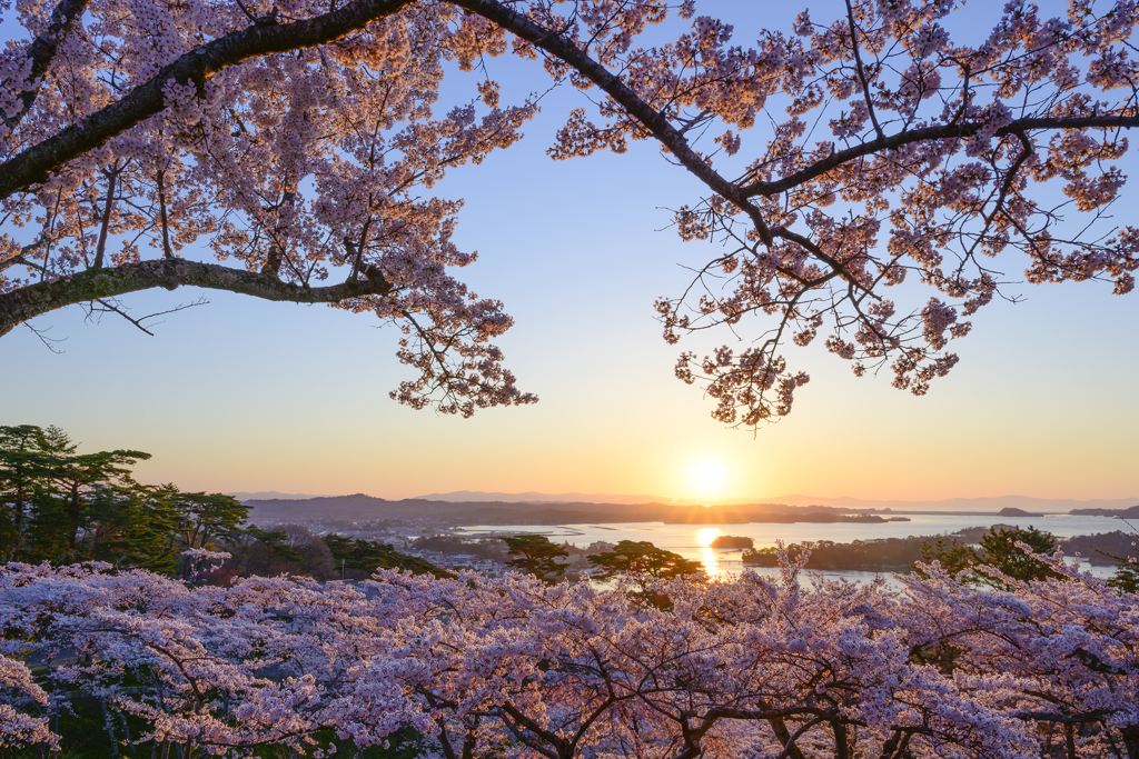 松島　春満開