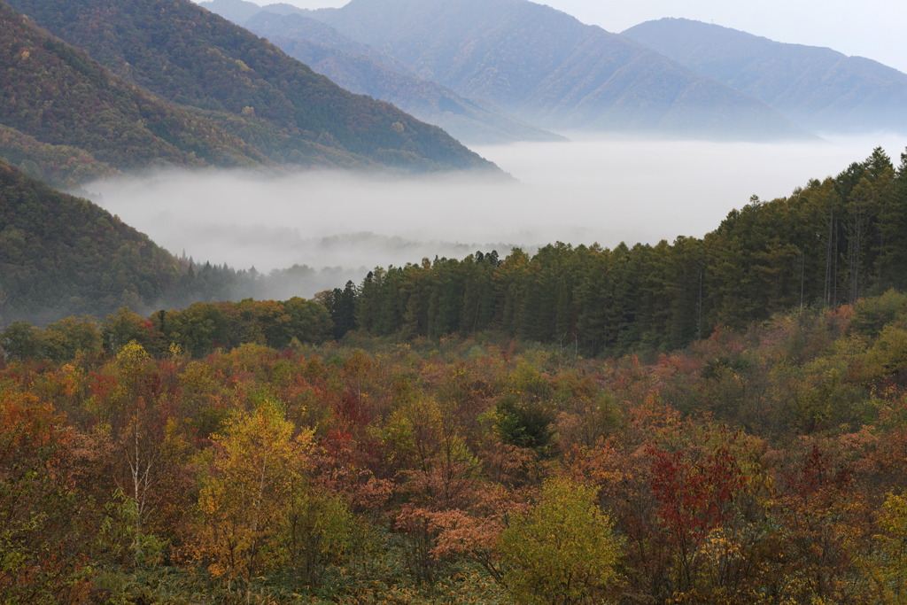 紅葉と雲海