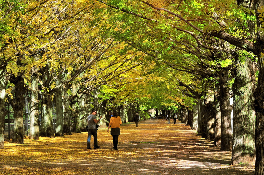 木漏れ日の並木道を By 梵天丸 Id 写真共有サイト Photohito