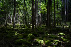 苔むす森