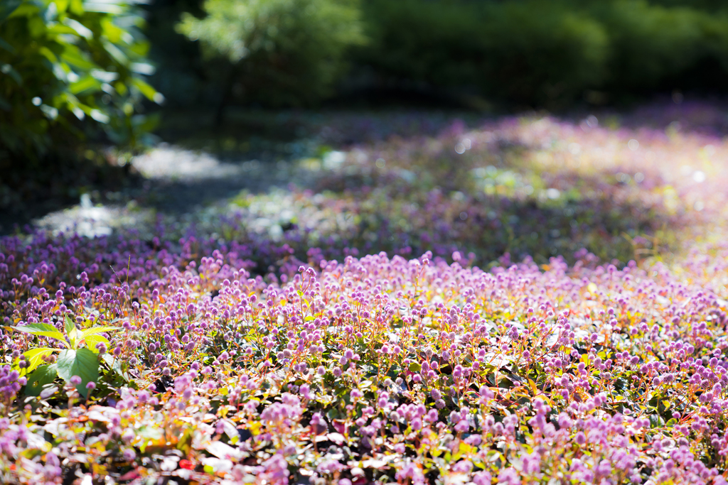 秘密の花園