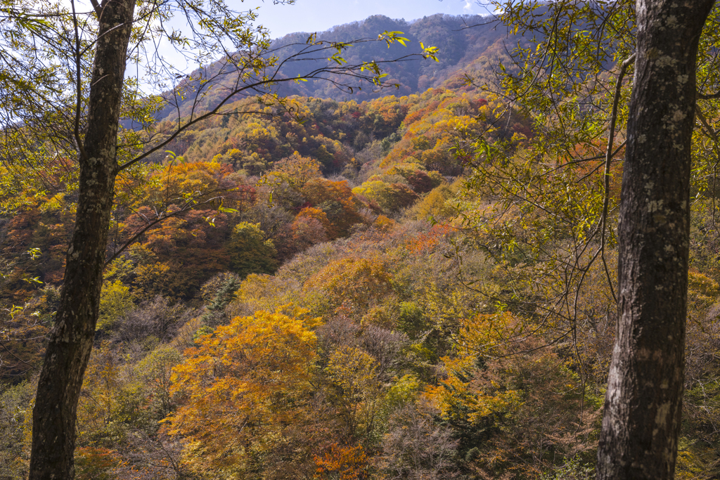 登山道より