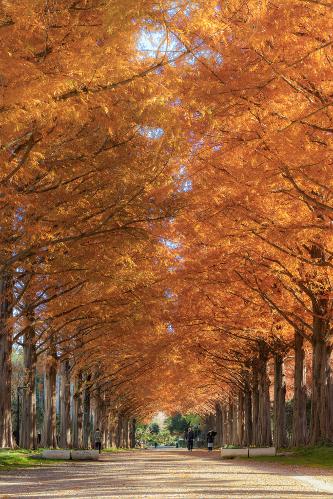 メタセコイヤの並木道