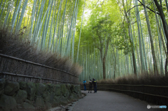 嵯峨野の竹林