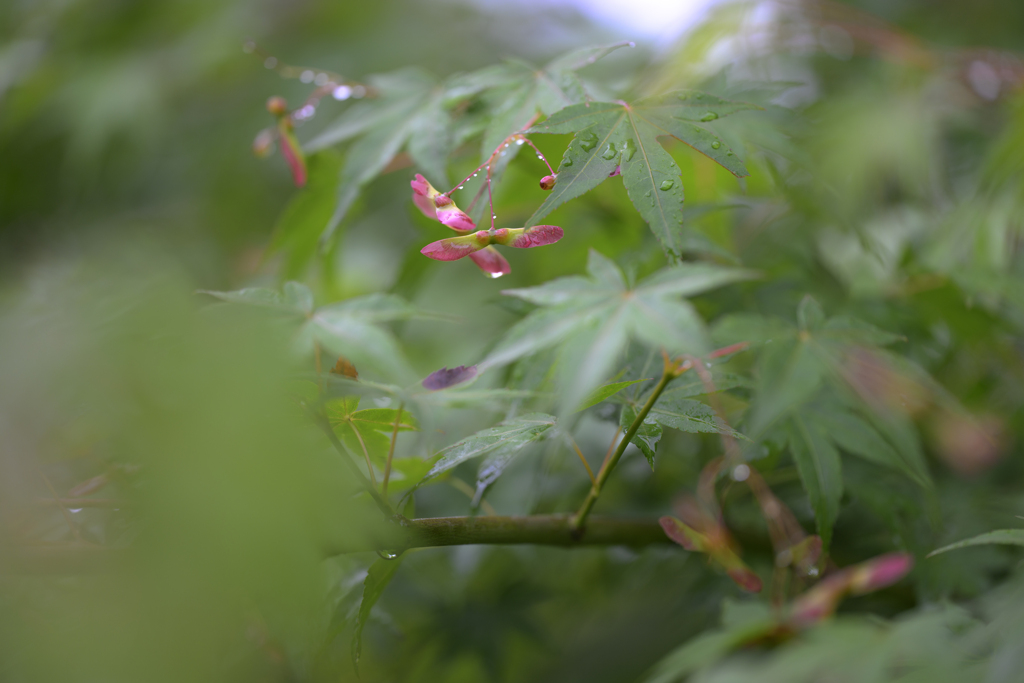 もみじの種