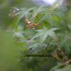 もみじの種
