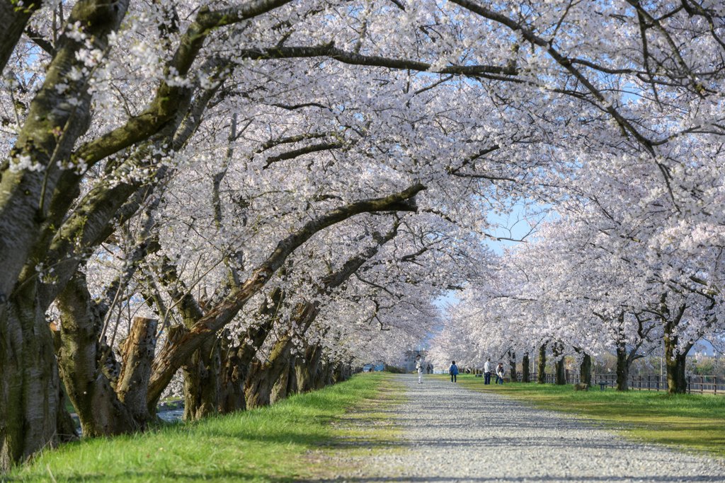 桜並木を行けば