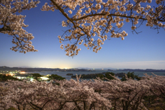 松島の月夜桜