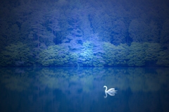 Swan in blue
