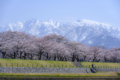 桜並木とアルプス