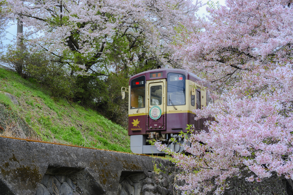 桜トンネルを抜けて
