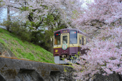 桜トンネルを抜けて