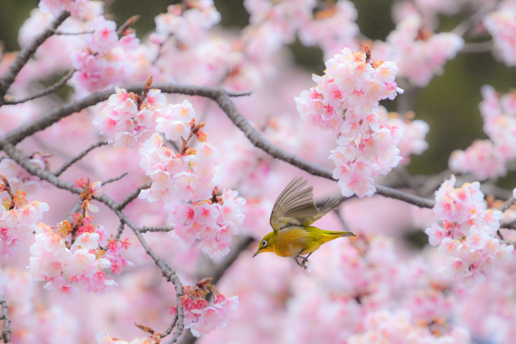 寒桜とメジロ