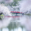 桜に包まれて