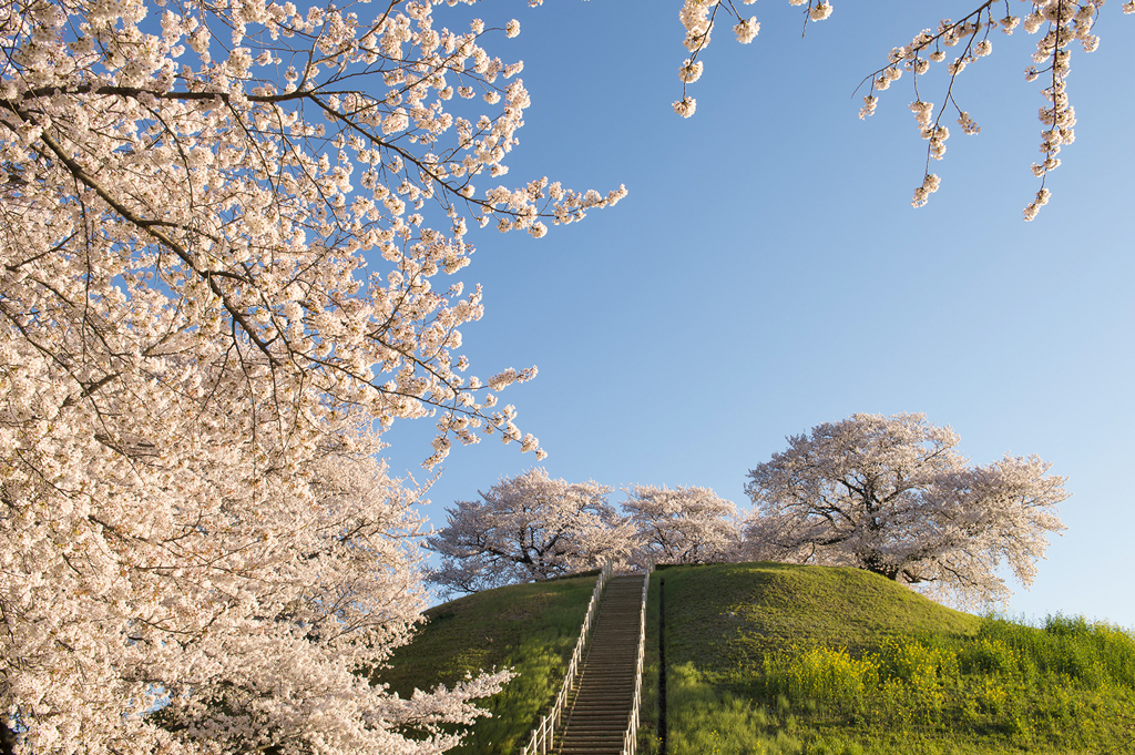 古墳公園の桜