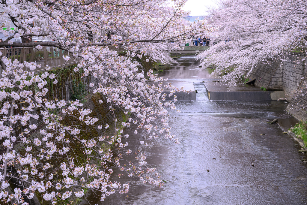 恩田川の桜