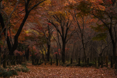 晩秋の雑木林