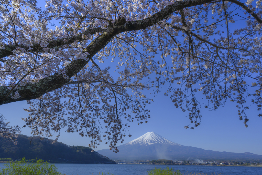 桜と富士