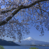 桜と富士