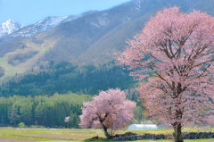 桜舞う頃に