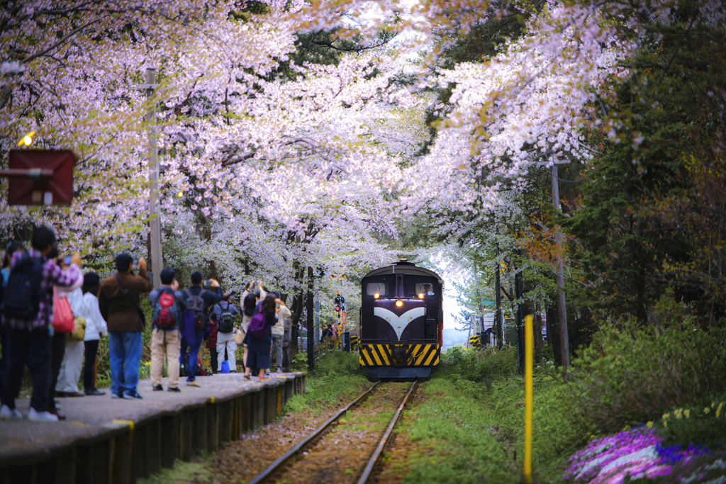 桜とストーブ列車