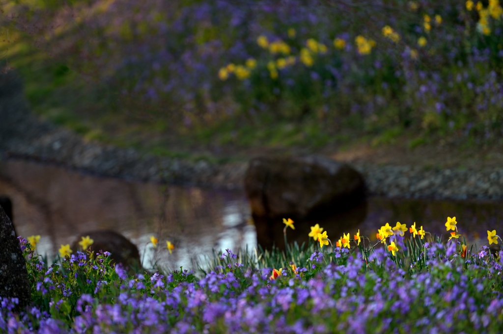 水辺の妖精たち