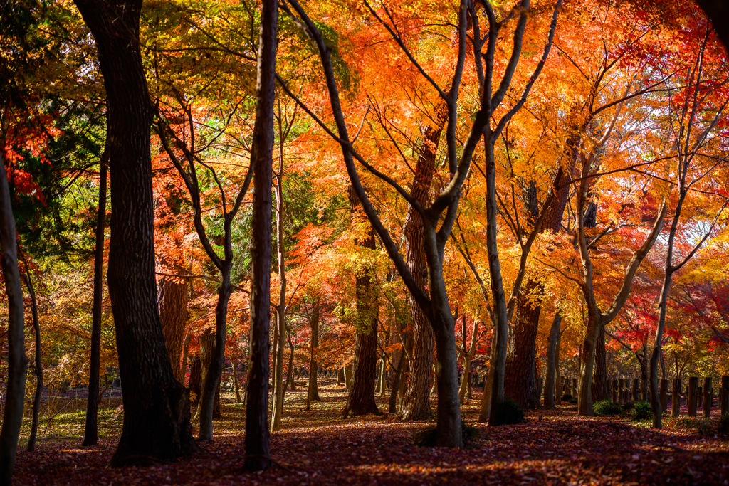 雑木林の秋