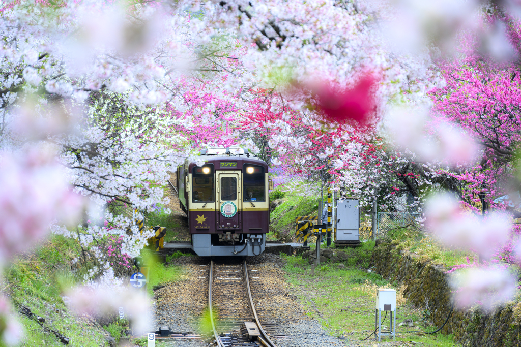 花列車