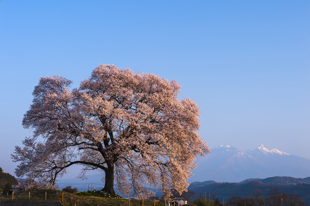 わに塚の桜