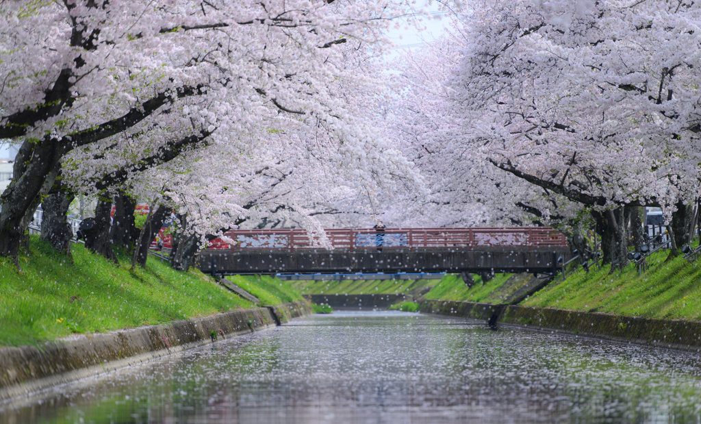 花びら散る五条川