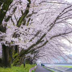 ご近所の桜