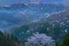 桜仙峡の春