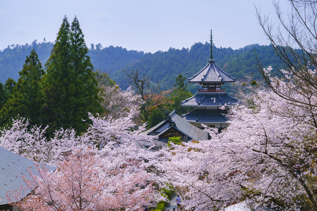 山寺の春