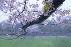 雨に濡れても