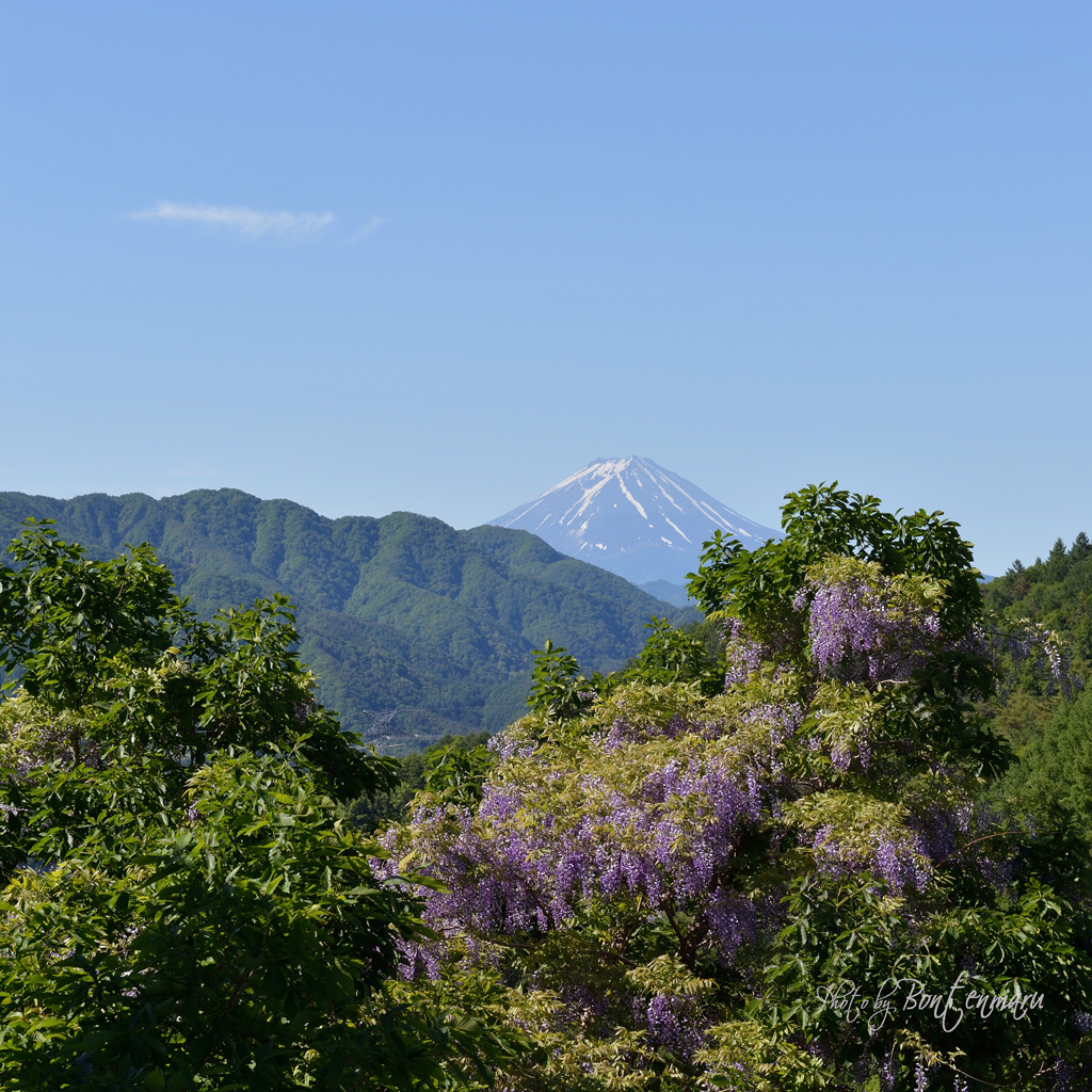 山藤の向こうには