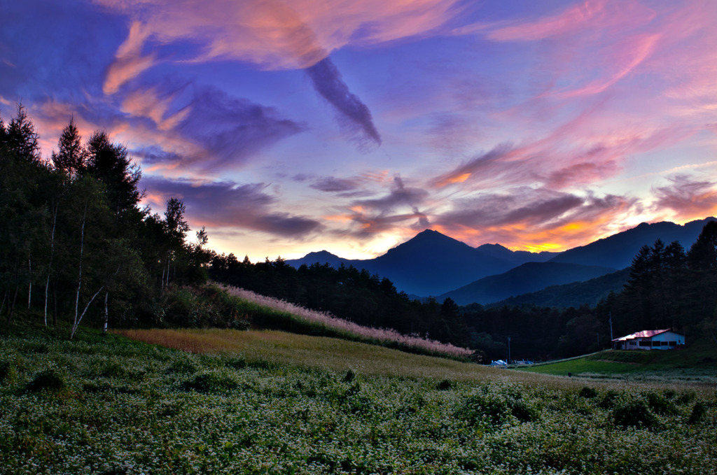 夕暮れの蕎麦畑