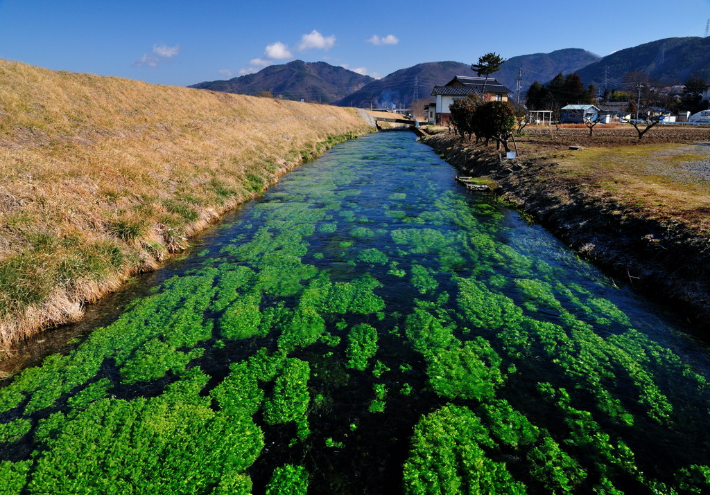 わさびの里の清流