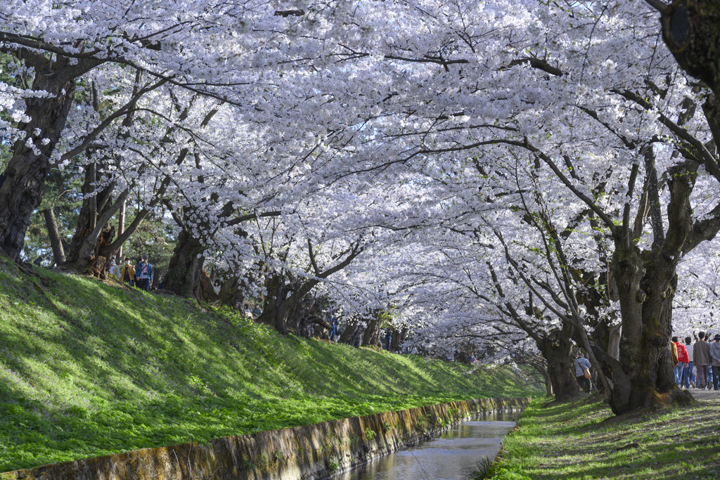 桜のトンネル