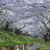 桜のトンネル