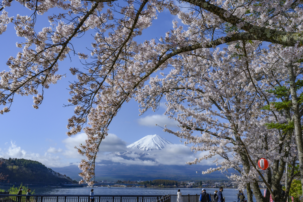 桜祭り