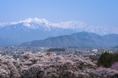 桜の舞台