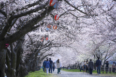 舟川べりの桜並木