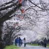 舟川べりの桜並木