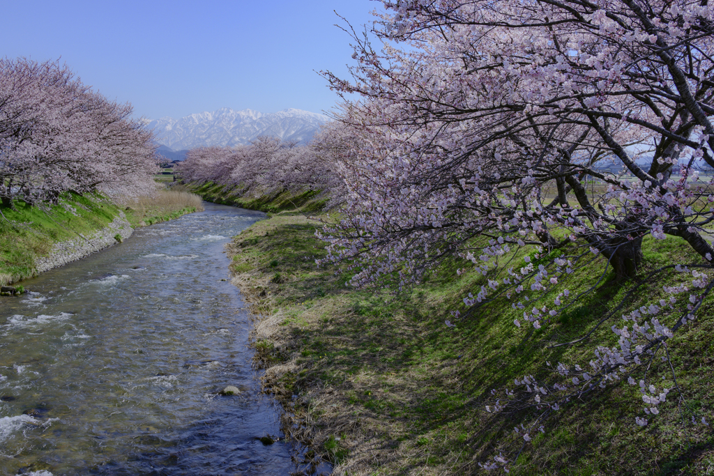 舟川と立山連峰