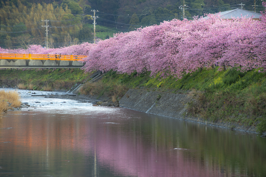 川辺の彩