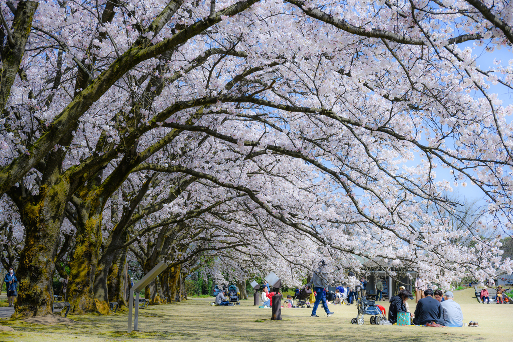 桜トンネル