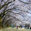 桜トンネル