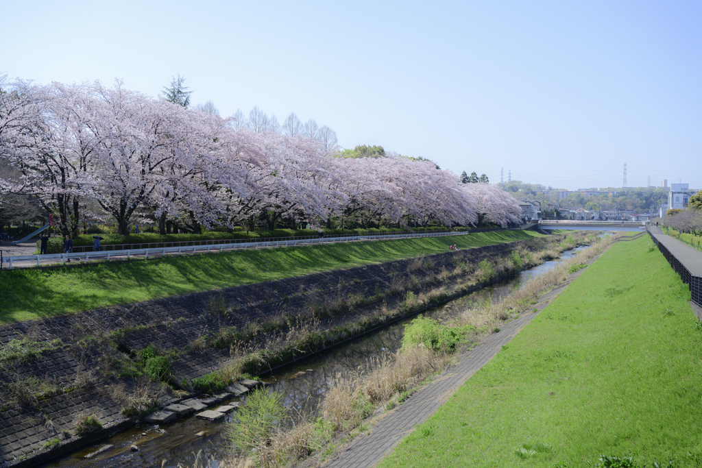 大栗川の春