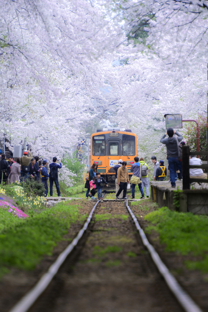 桜に包まれて